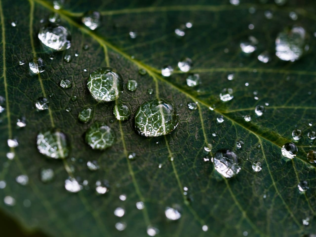 fotografía macro