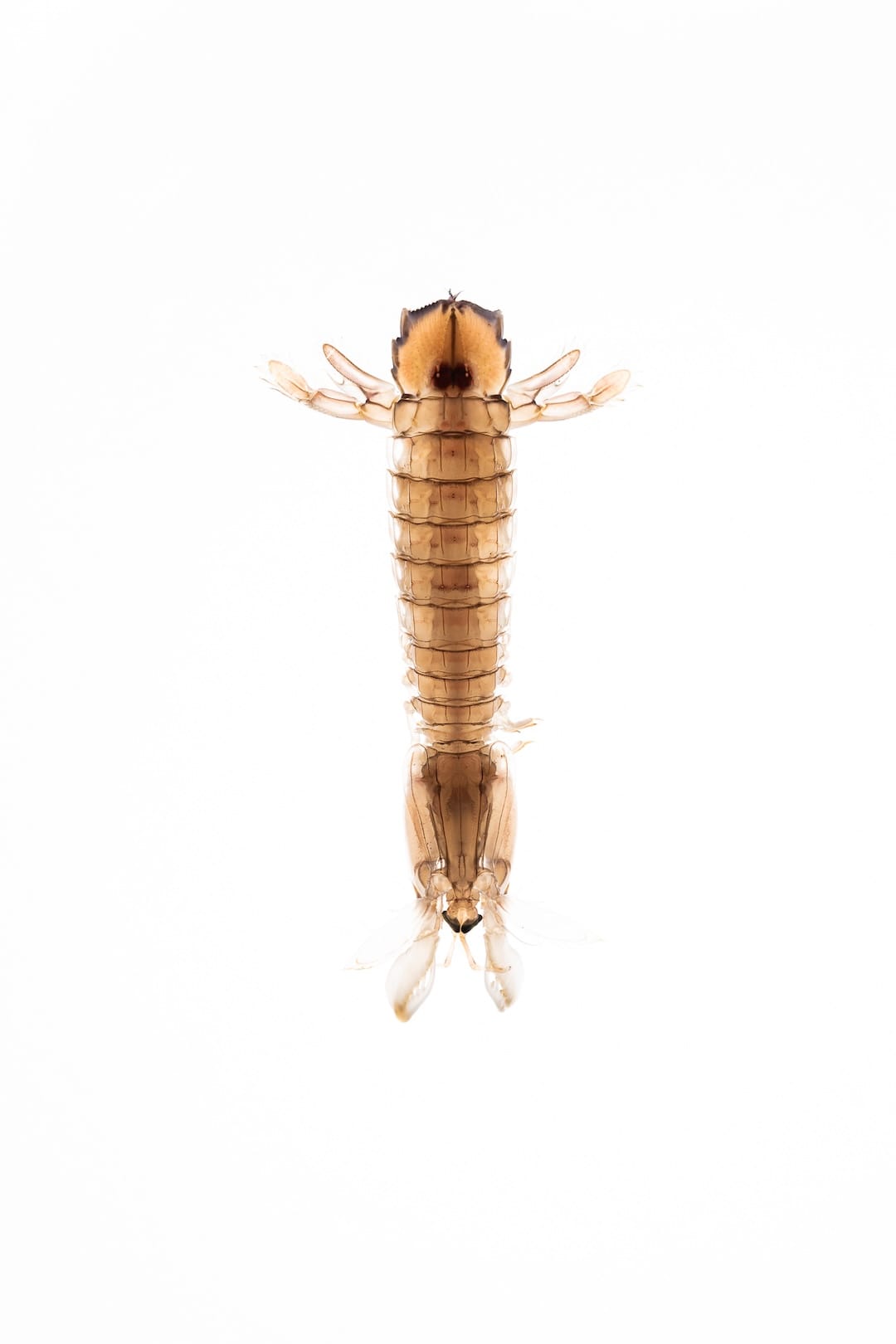 fotografía gastronómica barcelona